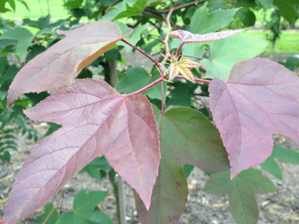 Liquidambar formosana Ellen