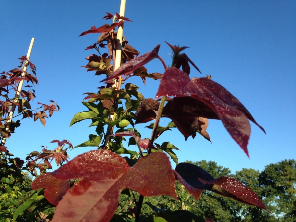 Liquidambar formosana Ellen