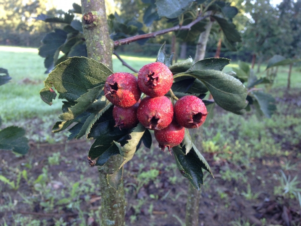 Crataegus pinnatifida Big Ball