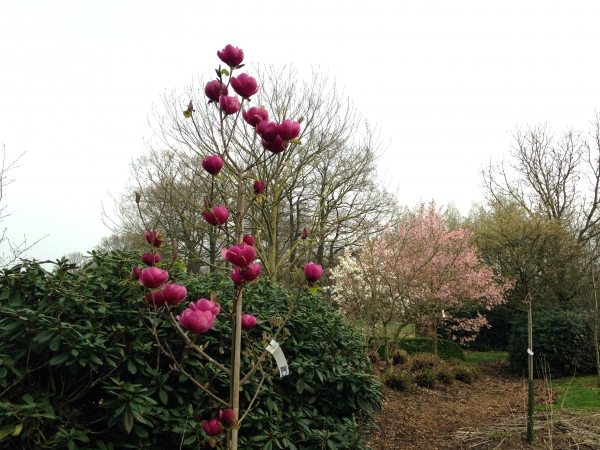 Magnolia Black Tulip ®