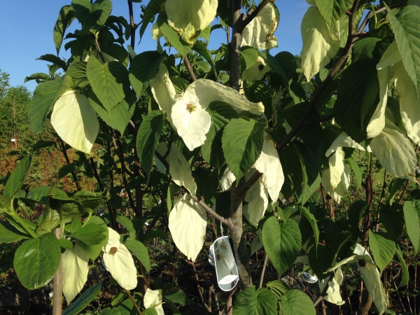 Davidia involucrata Sonoma