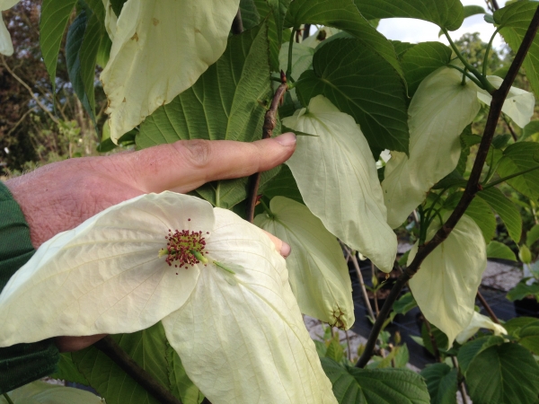 Davidia involucrata Sonoma