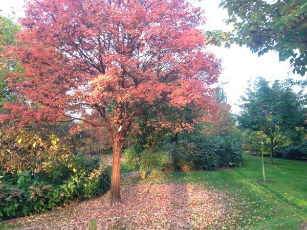Acer griseum