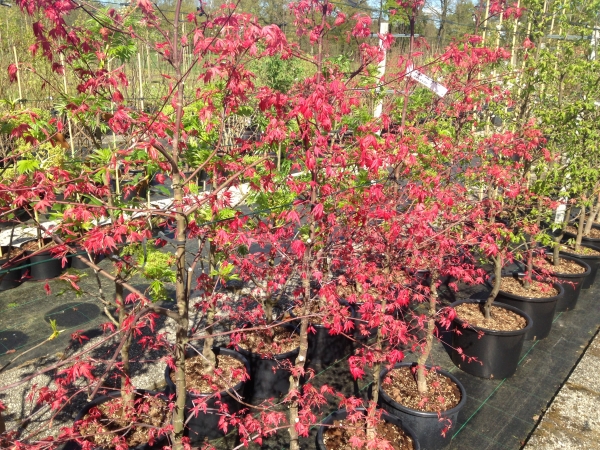 Acer palmatum Deshojo