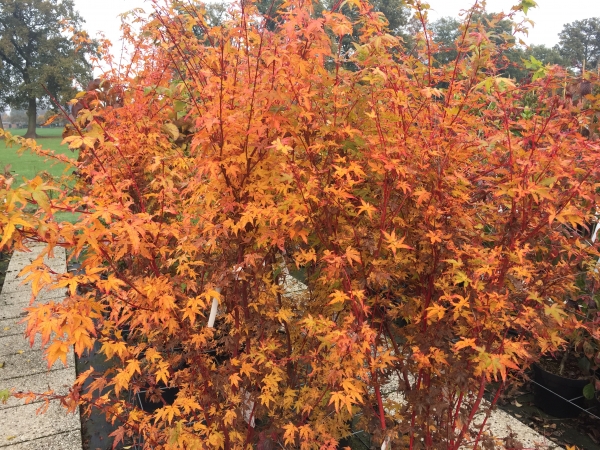 Acer palmatum Sangokaku