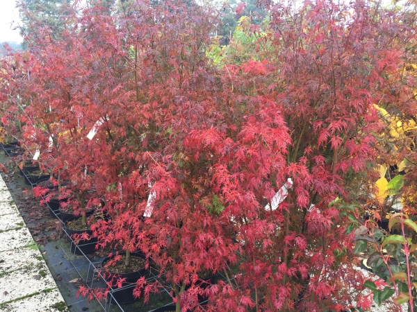 Acer palmatum Seiryu