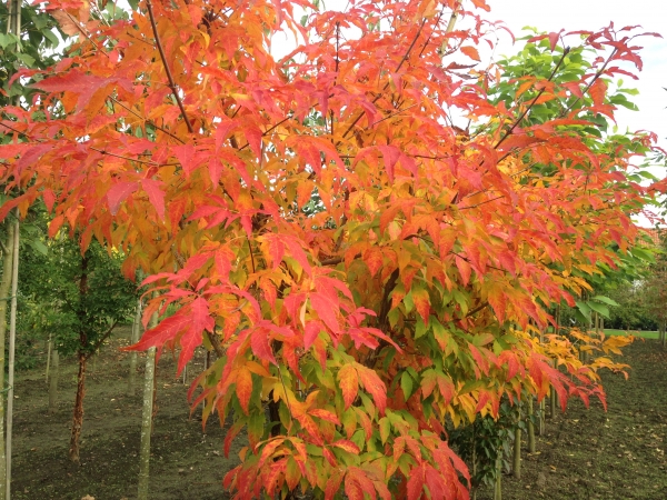 Acer triflorum