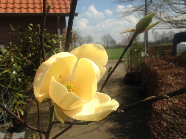 Magnolia Honey Tulip ®