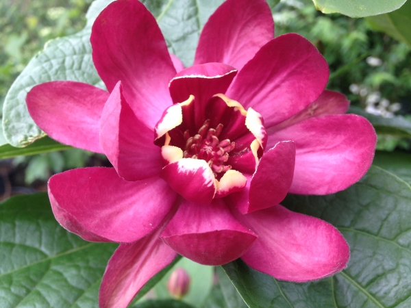 Calycanthus Aphrodite ®