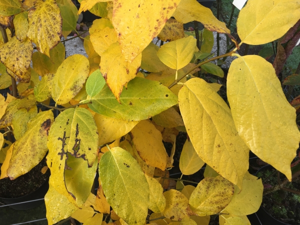 Calycanthus Aphrodite ®