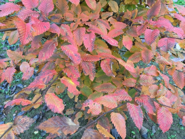 Carpinus betulus Rockhampton Red