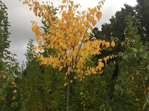 Cercidiphyllum japonicum Krukenberg Dwarf