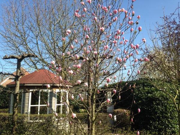 Magnolia Columnar Pink