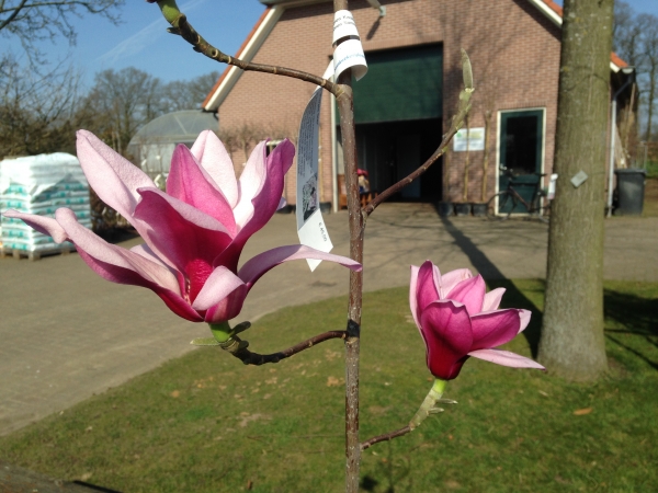 Magnolia Purple Star