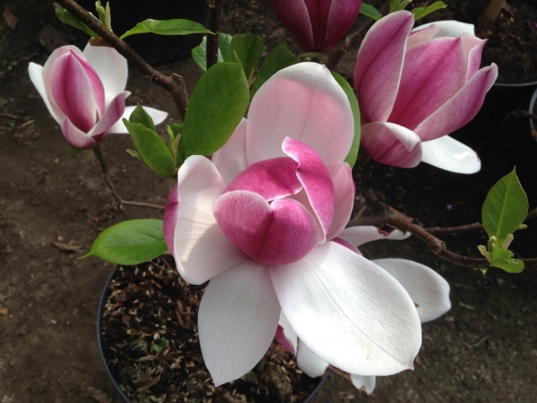 Magnolia Touch of Class