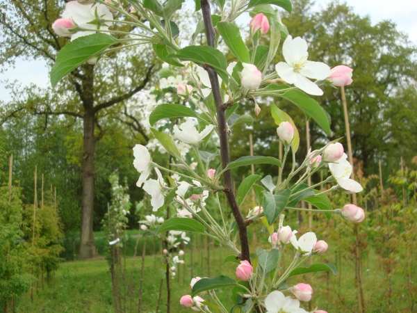 Malus hupehensis Arie Mauritz