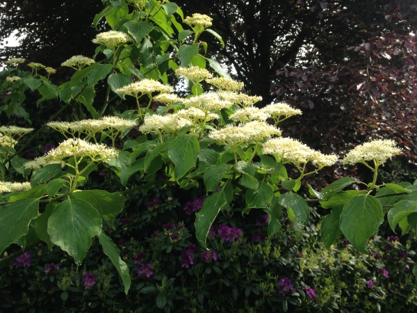 Cornus alternifolia 