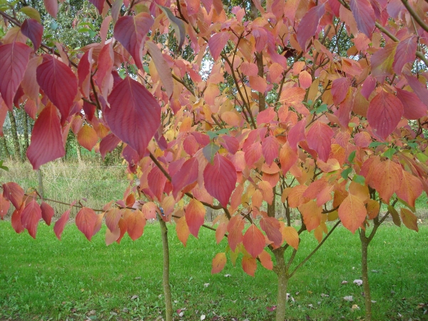 Cornus alternifolia 