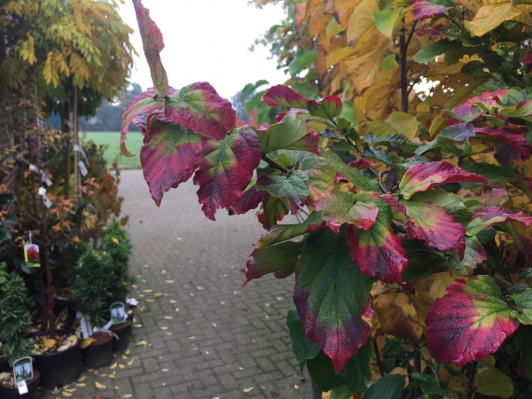 Parrotia persica Felicie