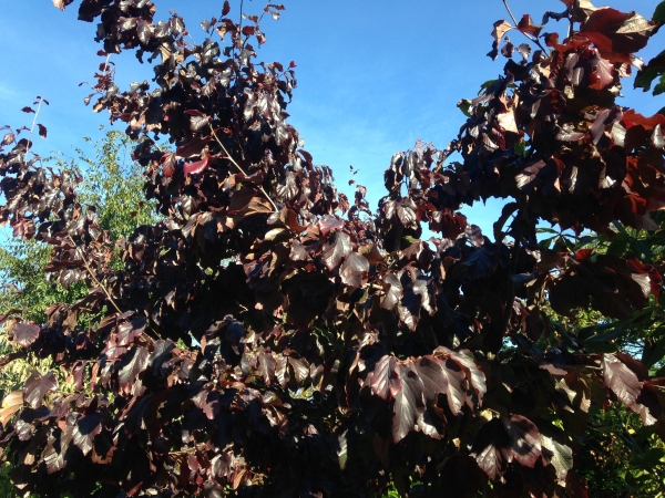 Parrotia persica Felicie