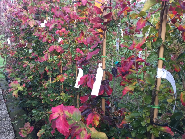 Parrotia persica Felicie