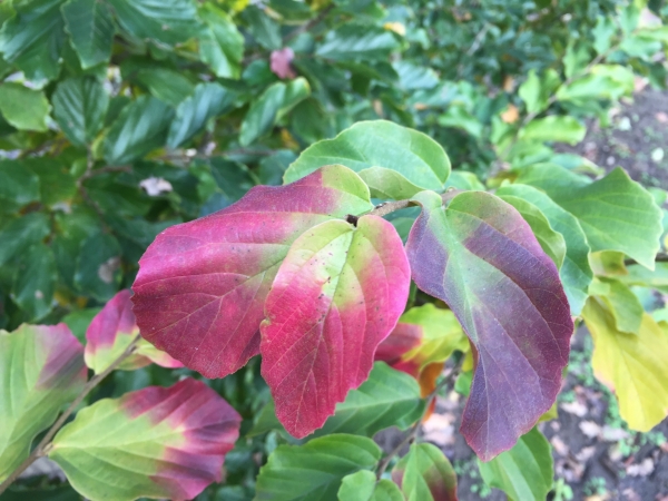 Parrotia persica Jodrell Bank