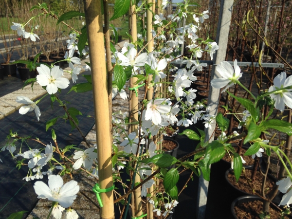 Prunus Royal Flame ®