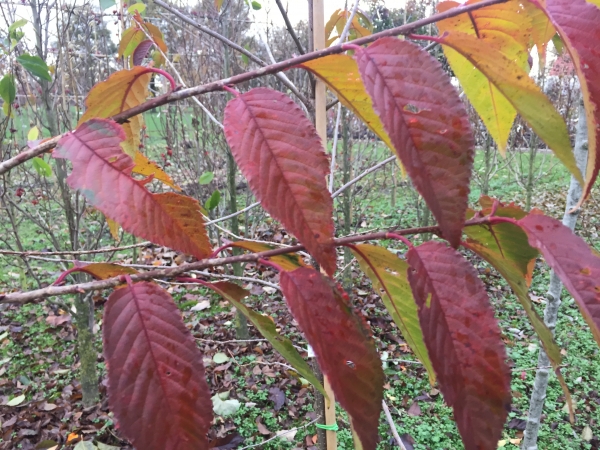 Prunus Royal Flame ®