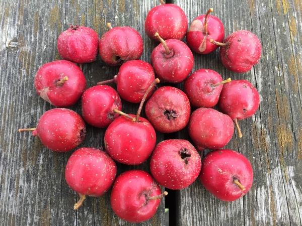 Crataegus pinnatifida Big Ball