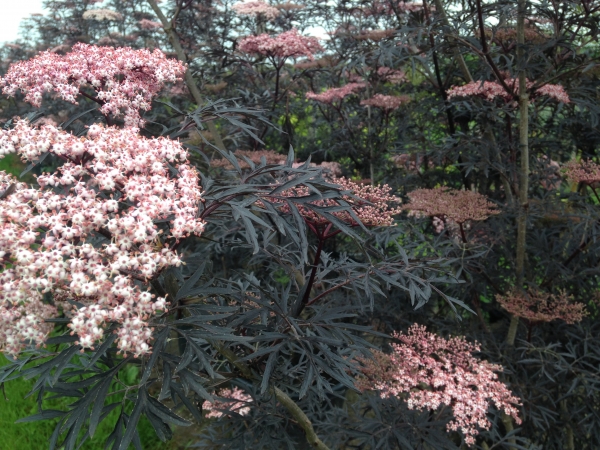 Sambucus nigra Black Lace