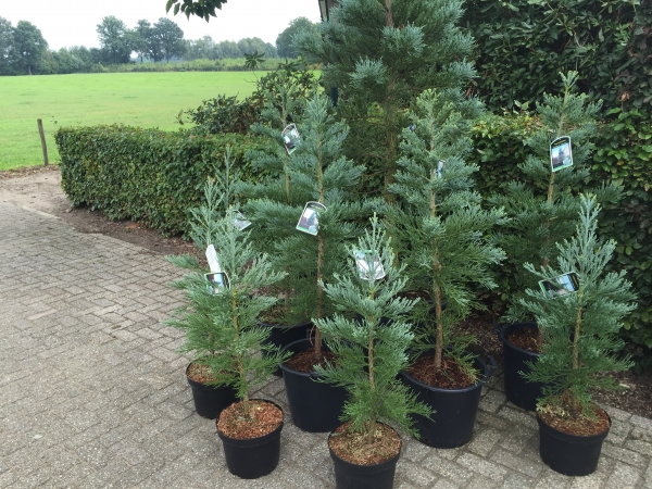 Sequoiadendron giganteum Glaucum