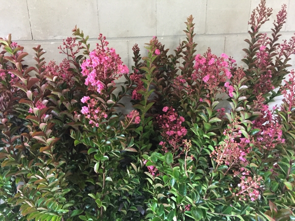 Lagerstroemia Sioux