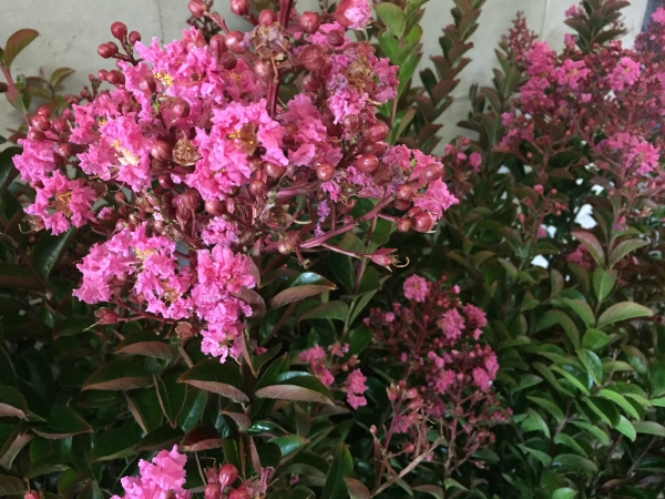 Lagerstroemia Sioux