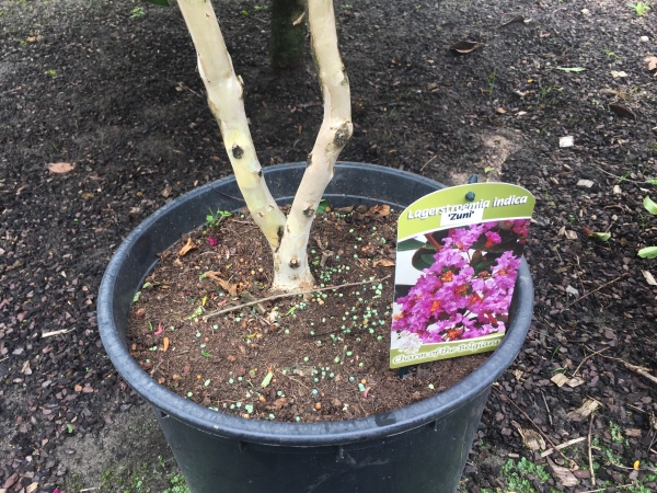 Lagerstroemia Zuni