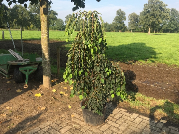 Styrax japonicus Fragrant Fountain