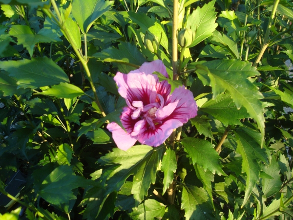 Hibiscus syriacus Purple Pillar ®