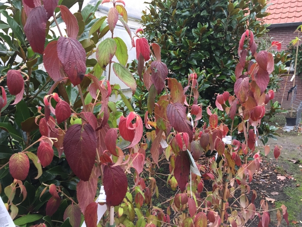 Viburnum plicatum Kilimandjaro