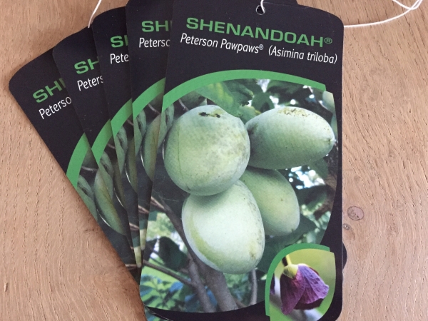 Asimina triloba Shenandoah ® Peterson Pawpaws