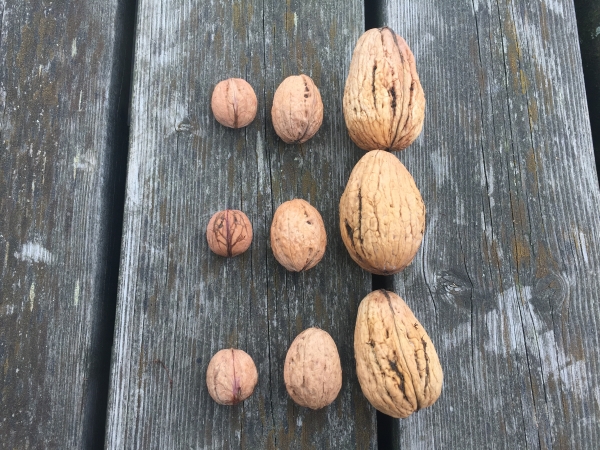 Juglans regia Lange van Lod