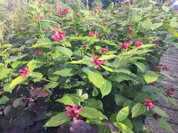 Calycanthus Aphrodite ®