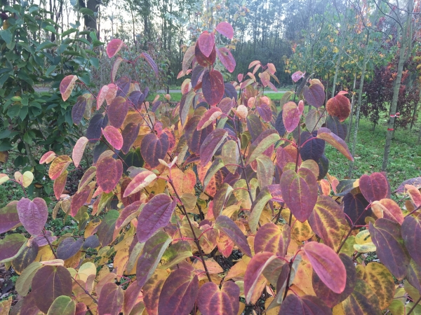 Cercidiphyllum japonicum Krukenberg Dwarf