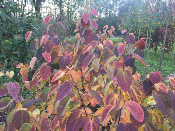 Cercidiphyllum japonicum Krukenberg Dwarf