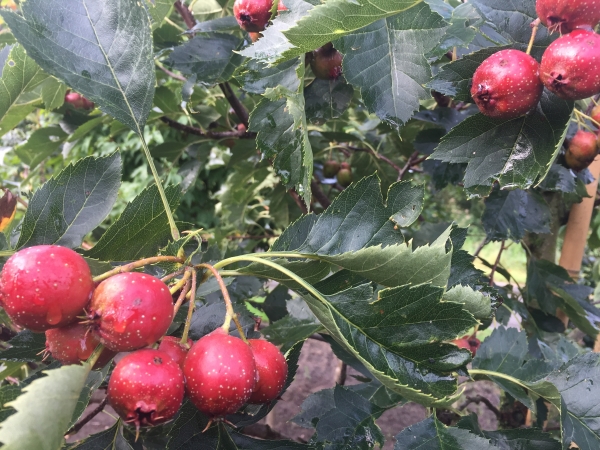 Crataegus pinnatifida Big Ball