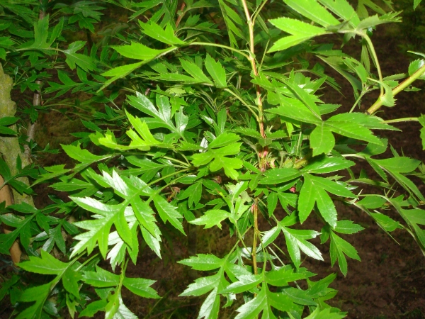 Crataegus pinnatifida Mans