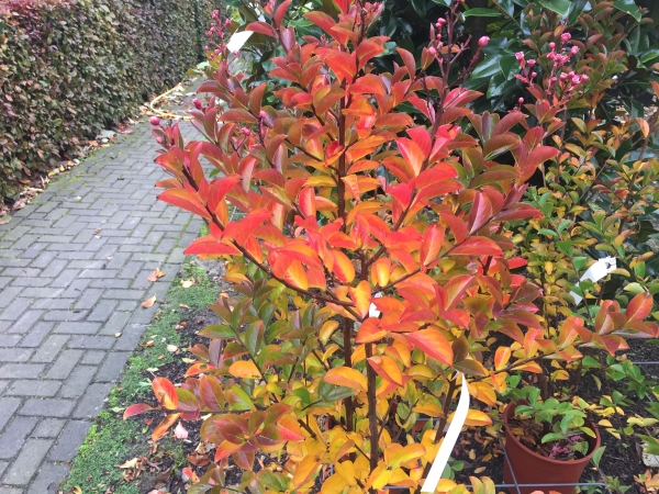 Lagerstroemia Sioux