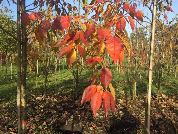 Prunus Royal Flame ®