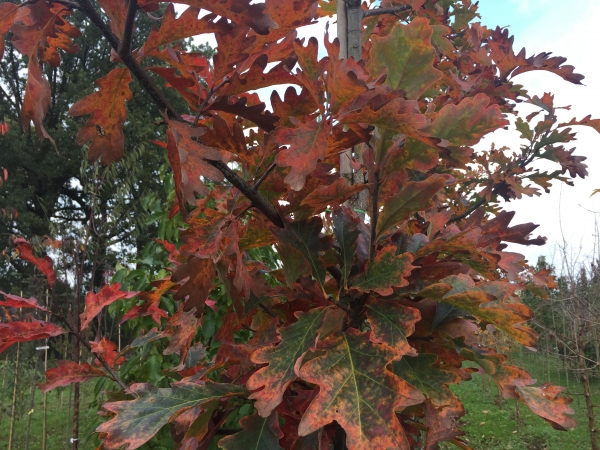 Quercus x sargentii Thomas