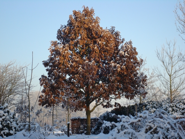 Quercus dentata