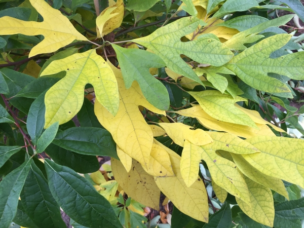 Sassafras albidum