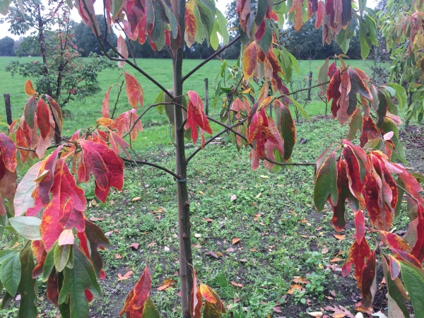 Sassafras albidum